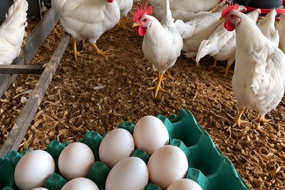 Gallinas junto a los nidales y bandeja de huevos recién recolectados